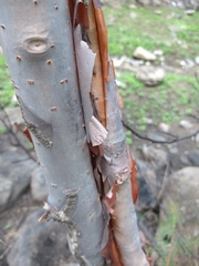 Bursera multijuga