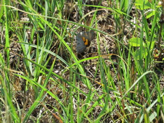 Catocala abbreviatella