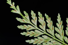 Asplenium gracillimum