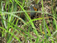 Catocala abbreviatella