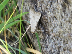 Catocala abbreviatella