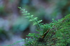 Asplenium gracillimum