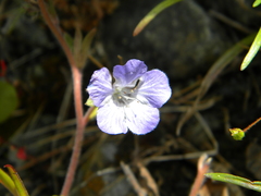 Phacelia divaricata