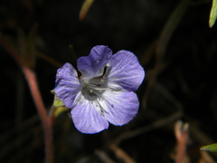 Phacelia divaricata