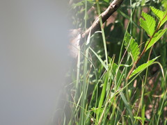 Catocala abbreviatella