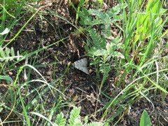 Catocala abbreviatella