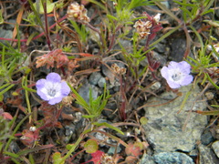 Phacelia divaricata