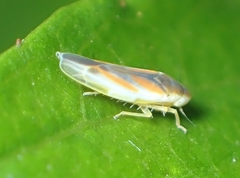 Erythridula lawsoniana