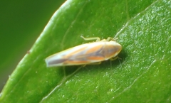 Erythridula lawsoniana