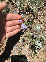 Gilia capitata capitata