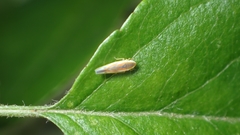 Erythridula lawsoniana