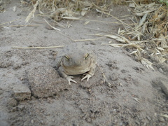 Pleurodema nebulosum