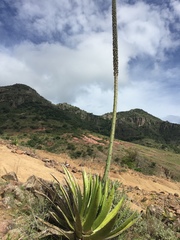 Agave ghiesbreghtii