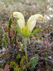 Pedicularis capitata