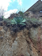 Agave guadalajarana