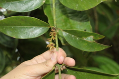 Peristethium leptostachyum