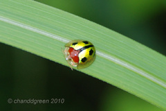 Chiridopsis bowringii