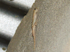 Altiphylax stoliczkai