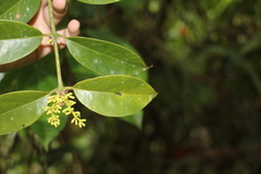 Peristethium leptostachyum