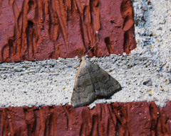 Phalaenostola metonalis