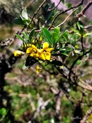 Columellia oblonga