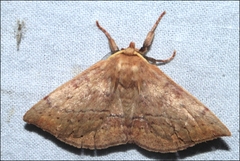 Anthela repleta