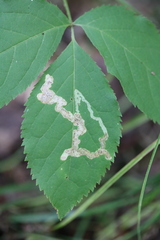 Phytomyza aralivora