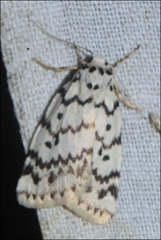 Hectobrocha pentacyma