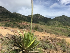Agave ghiesbreghtii