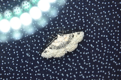 Metalectra quadrisignata