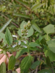 Teucrium vesicarium
