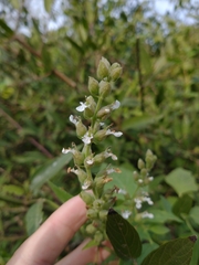 Teucrium vesicarium