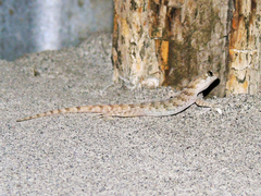 Altiphylax stoliczkai