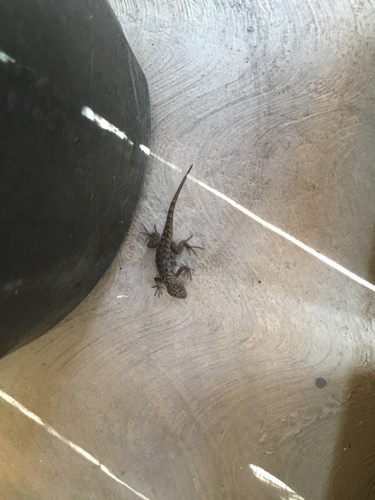 iNaturalist observation photo of Desert Spiny Lizard