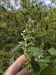 Teucrium vesicarium