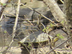 Graptemys sabinensis