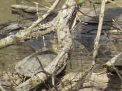 Graptemys sabinensis