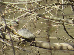 Graptemys sabinensis