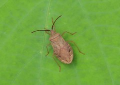 Homoeocerus dilatatus