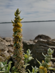 Buddleja stachyoides