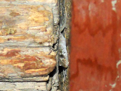 Altiphylax stoliczkai