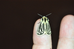 Apantesis virguncula