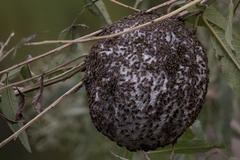Protonectarina sylveirae