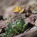 Alpine Glacier Poppy - Photo no rights reserved, uploaded by Spencer Quayle