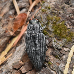 Buprestis lyrata