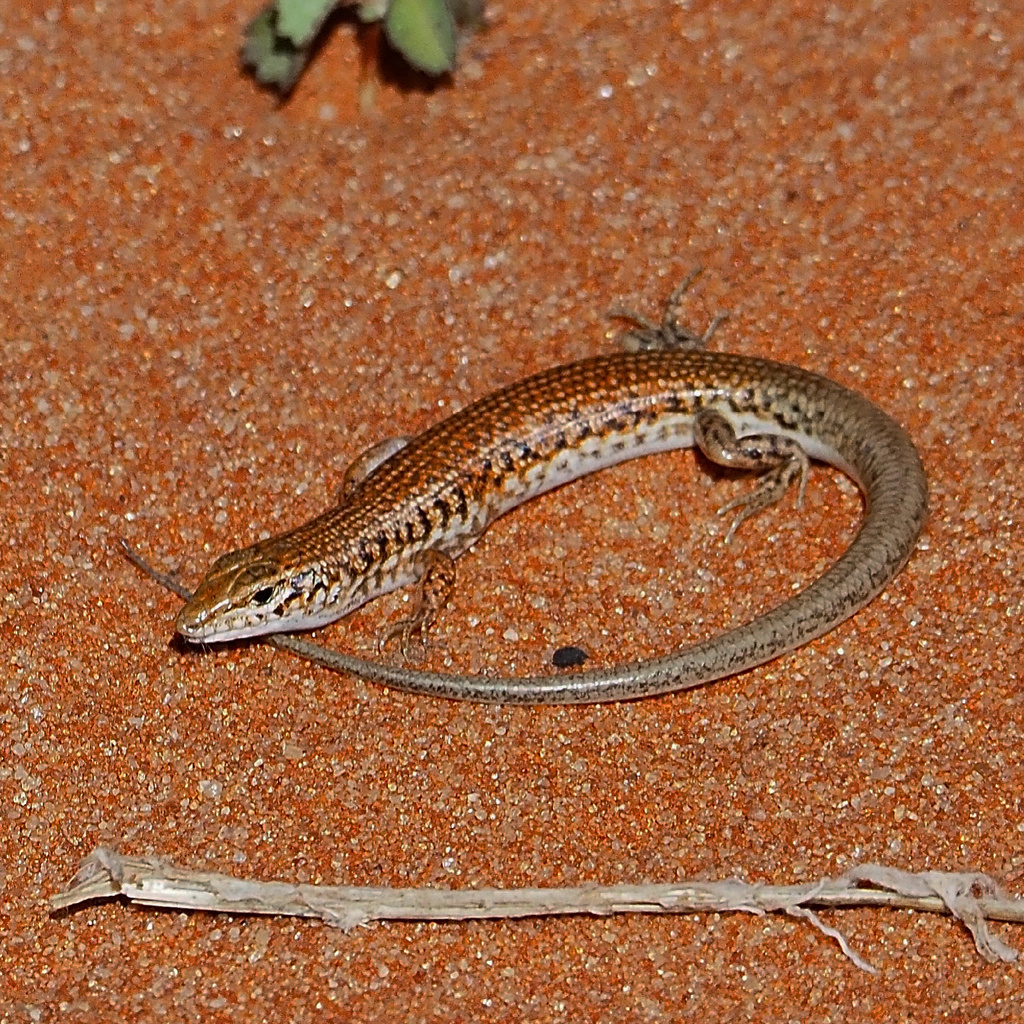 Eyrean Ctenotus