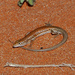 Ctenotus taeniatus - Photo (c) Yingyod Lapwong, algunos derechos reservados (CC BY-NC), uploaded by Yingyod Lapwong