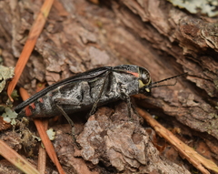 Buprestis lyrata