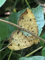 Hemeroplanis scopulepes