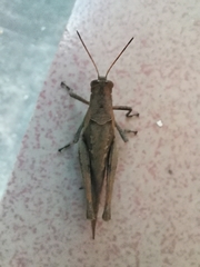 Abracris flavolineata